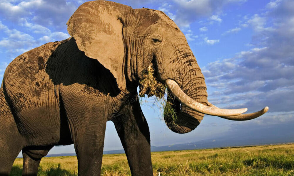 Elephant nghĩa là con voi, một từ tiếng Anh bắt đầu bằng chữ e