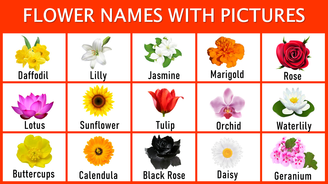 Tên các loài hoa tiếng Anh phổ biến nhất