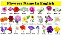 Tên các loài hoa tiếng Anh và ý nghĩa sâu sắc của chúng