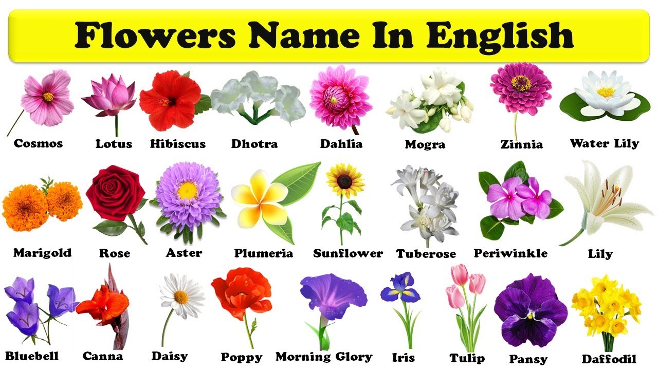 Tên các loài hoa tiếng Anh và ý nghĩa sâu sắc của chúng